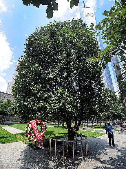 The Survivor Tree, The Survivor Tree is a callery pear tree…