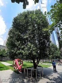The original 'Survivor Tree, in lower Manhattan.